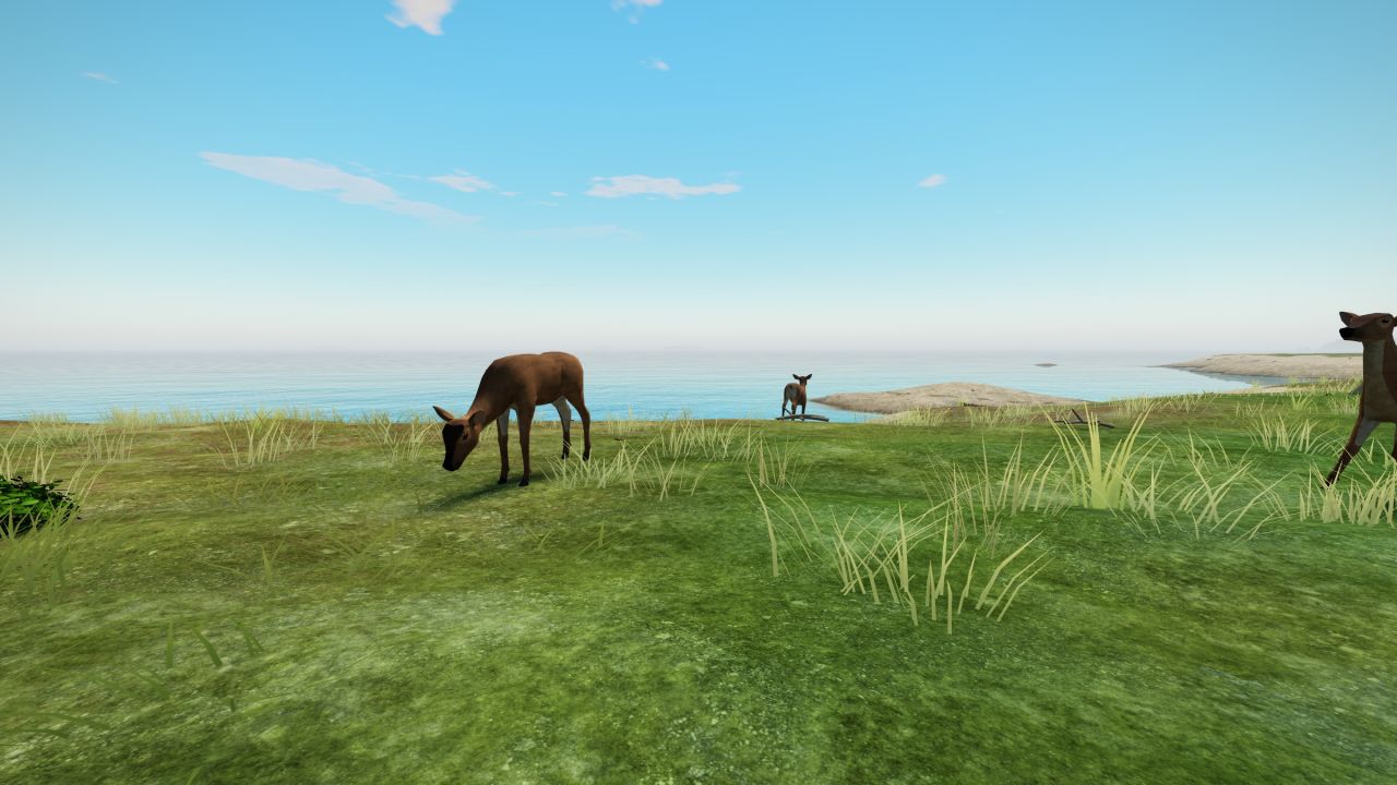 Deer grazing on open ground above the sea on Ravenscar