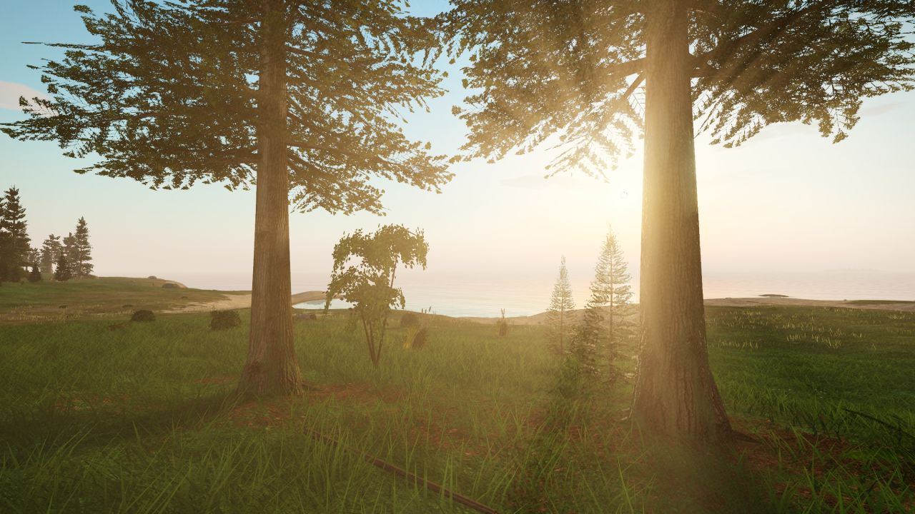 Evening sun through tall pines on Ravenscar