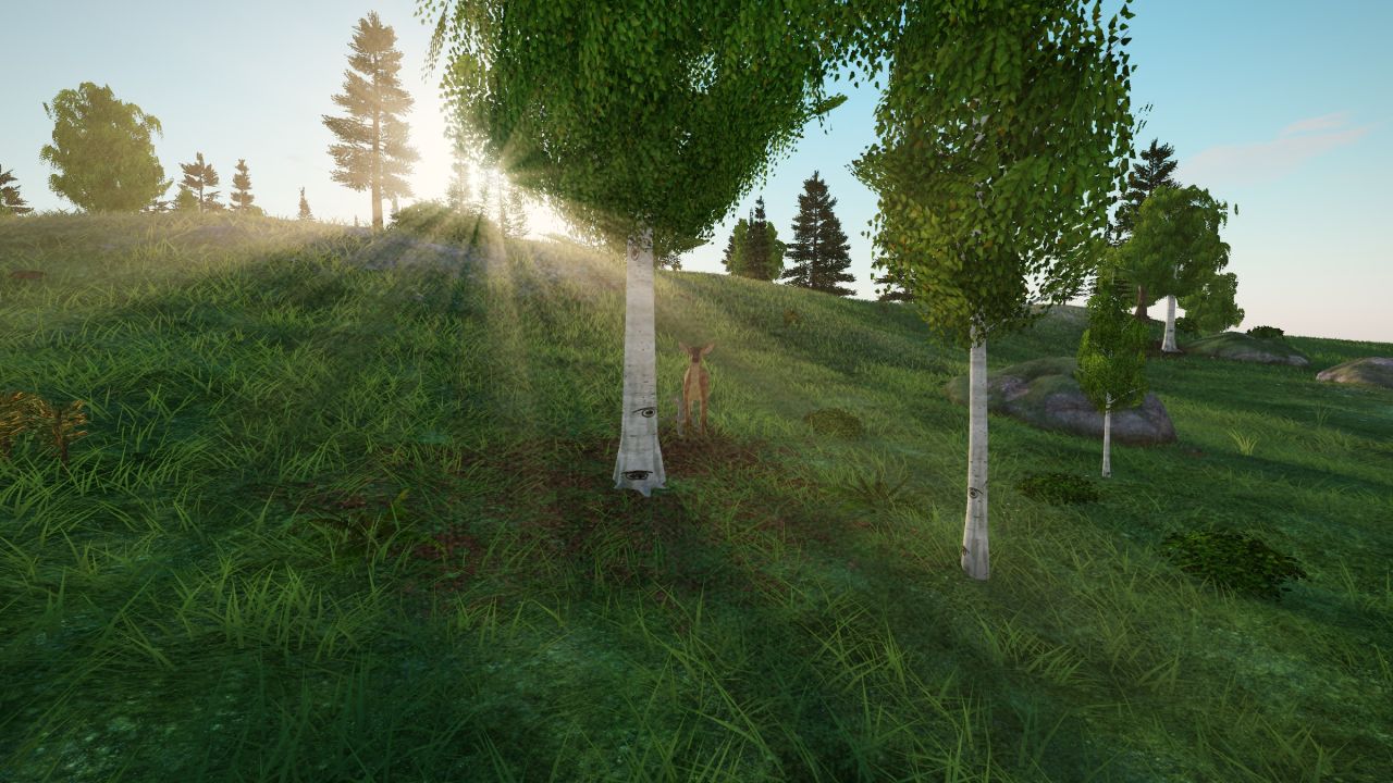 Birches in low sunlight on Selkie Holm